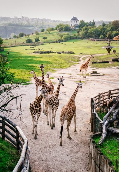 Giraffen im Zoo Prag