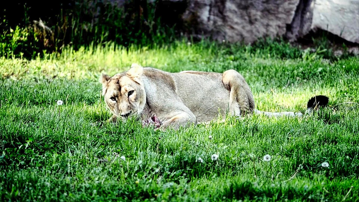 Bild Tiger Prager Zoo
